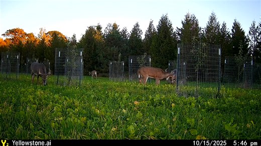 #hunting #TrailCamera #trailcam #cellulartrailcamera #huntingseason #yellowstoneai #TrailCameraLife #trailcameras #Wisconsin #wisconsinhunting | Yellowstone.ai Trail Cameras