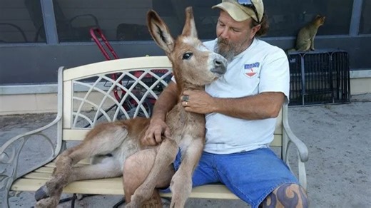 Animals showing us the power of love