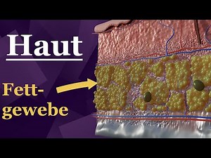 Subcutaneous tissue | Understand its structure in 3 minutes | 3D animation