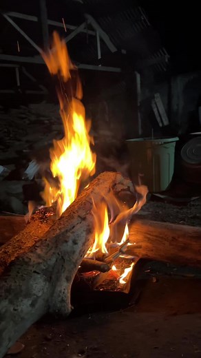 Sapi gas pol ndangak: video sapi lucu dan geleng-geleng
