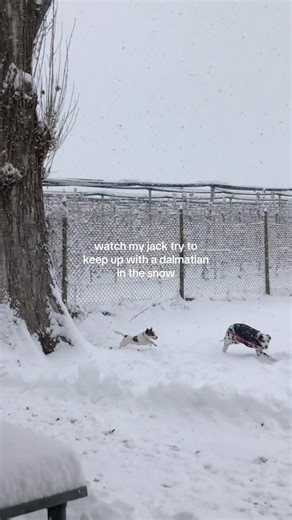 Jack Russell Puppy Tries to Keep Up in the Snow