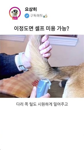 털 날림 걱정 없는 반려견 미용의 신세계