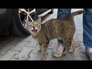 Cat meowing like a stutterer is unbelievably cute