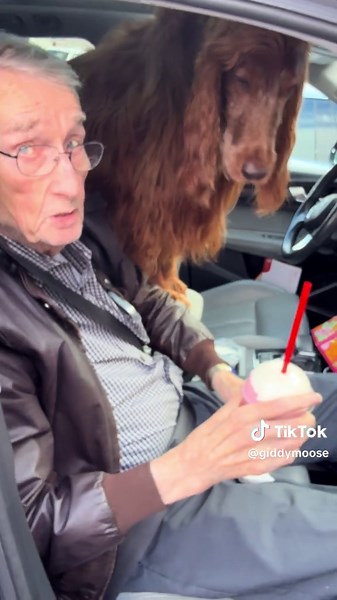 Delicious Cold Stone Creamery Strawberry Milkshake with Dad