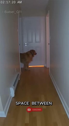 He Sits Outside the Door… Every Single #shorts #goldenretriever #dogs