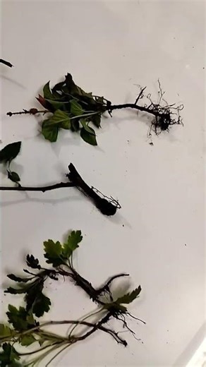 khajina mil gaya.... stolen from garden