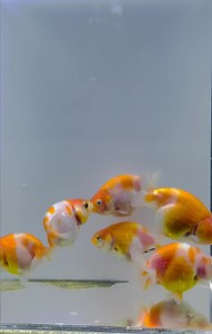 21K views · 5.4K reactions | The quality says it all. Hard work, breeding literacy, form goals. We made our own version of Sakura Ranchu. We made the tails shorter than the typical Sakura. We made the body form more bulkier making sure the balance is pronounced. We made the head square and not pointed for better presentation when they mature. TKGF Sakura Ranchu  | The Koi and Goldfish Factory | Facebook