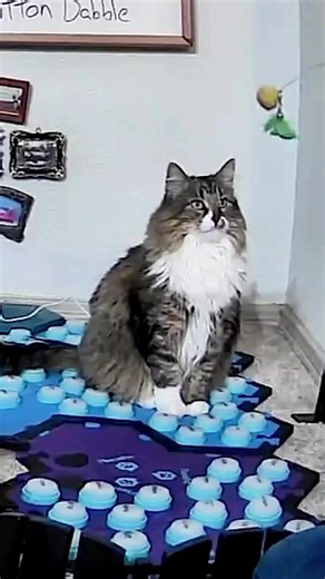 It's amazing (and a little unsettling) that we've reached the point where our cats can use buttons to play tricks on us. Honestly, we're all here for @buttonbabble 's antics. #fluentpet