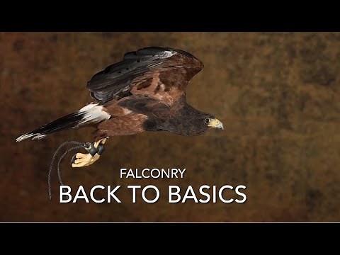 FALCONRY: back to basics with Harris hawks and others