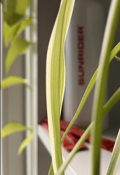 Bacteria gets a bad rap 🫣🦠⁉️🧐 While the idea of consuming bacteria can be unsettling, it’s important to know the facts: Probiotics, or “friendly bacteria,” are naturally found in foods like yogurt and miso, as well as inside your body. These beneficial bacteria can help improve gut health, boost immunity, and support many of your body’s systems. Colonies of beneficial bacteria live inside your gut to help you properly digest food and absorb nutrients. Illness, gastrointestinal disorders, auto