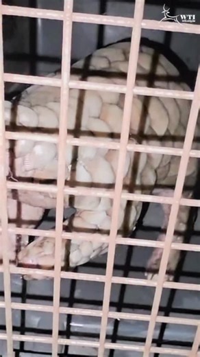 1.7K views · 96 reactions | Our MVS team based in #Keonjhar, Odisha,...