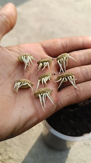 grow elaichi plant at home #shorts