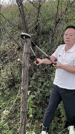 Tree Pruning Made Easy with Long Shear Tool