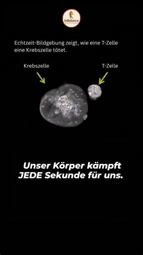 Giovanni Barbato 🌱 Prävention statt Medikation on Instagram: "Dein Körper kämpft jetzt gerade. Jede Sekunde. Ohne Alarm. Ohne Schmerz. Ohne, dass du es merkst. Was tust du für ihn? Sei ehrlich! Dieses Video zeigt eine T-Zelle, wie sie eine entartete Zelle erkennt, angreift und gezielt den Zelltod auslöst. Keine Medikamente. Keine Operation. Kein Eingriff von außen. Nur Biologie, die exakt das tut, wofür sie gemacht ist. T-Zellen patrouillieren permanent durch Ihren Körper. Sie finden infizierte