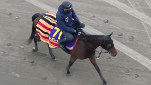 【2024.12.11】有马纪念前一周的雷加莱拉