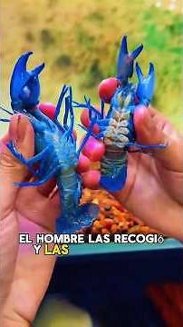 conocías las langostas azules? #ciencia #educativa #quees #curiosidades #viral #shrots