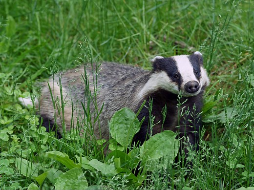 The NHBS Guide to Badger Gates