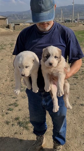 Turkmen Alabai puppies!