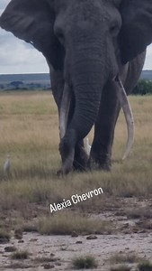 Big boy in Amboseli NP | Alex Chevron