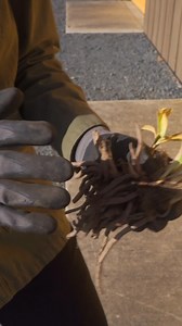 These daylilies are summer showstoppers! 👑 Watch as Summer Rayne Oakes Flock Finger Lakes walks you through how to plant and fertilize these gems using #EspomaOrganic Potting Mix and Flower-tone - giving them the best start to thrive all season long. Watch the full video to learn more: https://heyor.ca/4HNh94 | Espoma Organic