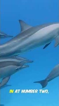 You Won’t Believe These Animals Use Tools Like Humans!