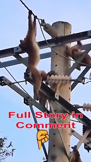 full story in first comment #monkey #monkeys #reels #monkeylife #monkeybaby | monkey monkey monkey