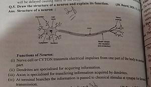 Q.5. Draw the structure of a neuron and explain its function. (... | Filo