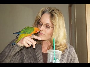 Conure Parrots | BirdTricks Parrots