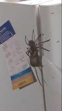 GIANT SPIDER CATCHES MOUSE IN AUSTRALIA