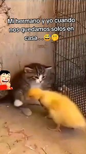 Mi hermano y yo cuando nos quedamos solos #hermano #solos #siguemeparamascontenido #sigueme_para_mas_videos #videosgraciosos #chistoso #viralreels #ReelDivertido #reelsviral #fouryoupage #humorviral #siguemeparamascontenido #comediahumor #sigueme_para_mas_videos #detiparati #funnyreels #comediahumor #facebookviral #funnyreels #memes | Humor para todos AS.
