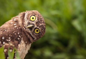 Drôle Burrowing owl Athene cunicularia