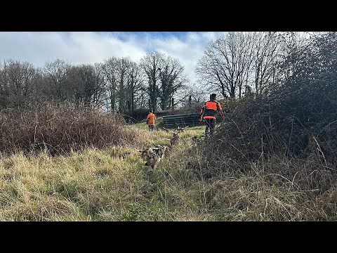 Compilation chasse aux sangliers 2024-2025