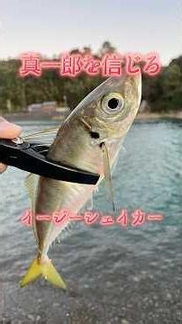 真一郎を信じろイージーシェイカー #fishing #釣り #陸釣り #アジング #ボカ釣り #イージーシェイカー