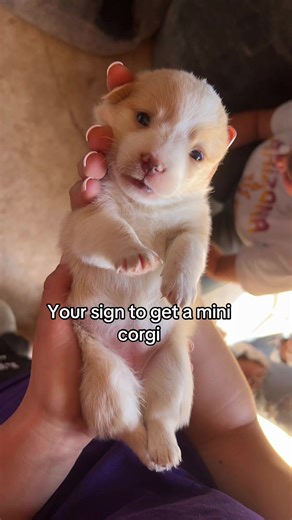Mini Corgi: The Perfect Pet for You