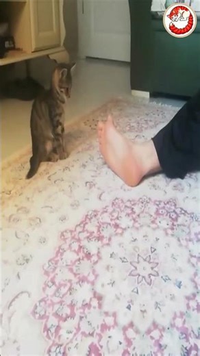 This Playful Kitten Just Won’t Quit Chasing the Rod 🐾