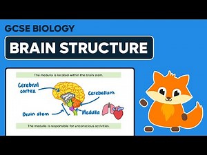Brain Structure - GCSE Biology
