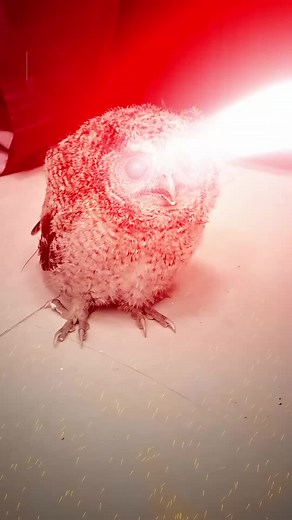 Owlbert Fired? New Hire Orientation Gone Wrong — Short Story