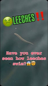 6.1K views · 14 reactions | 勞LEECHES‼️喝 Check out this LEECH swimming through the water This was in the Magalloway River,Maine. #mackinsrippinlips #fishing #leeches #neverseenbefore #anotherfirst #crazyfish #leechlife #maine #magallowayriver #northernnewenglandoutfitters #nneo | Mackin’s Rippin Lips Fishing Trips | Facebook