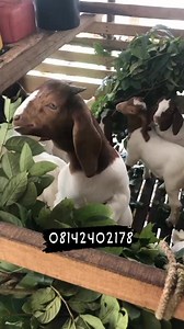 **"🔥 3-month-old Boer goats available for sale at an affordable rate! Don't miss this opportunity to add quality genetics to your farm. 🐐💯 08142402178. #BoerGoatsForSale #GoatFarming #LivestockBusiness #BoerGoatBreed #Agriculture #FarmingSuccess** | Goats Sheep Cows & General Livestock Online Marketplace