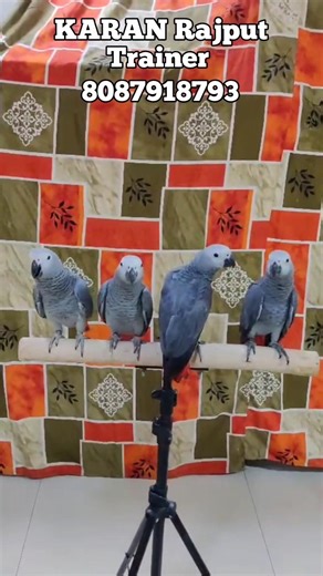 Exotic Bird Trainer From Mumbai #shorts