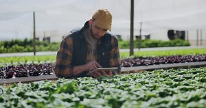 Research, farming and man with tablet, agriculture and nature with digital app and check product for harvest. Eco friendly, guy and farmer with technology and fresh vegetables with sustainability