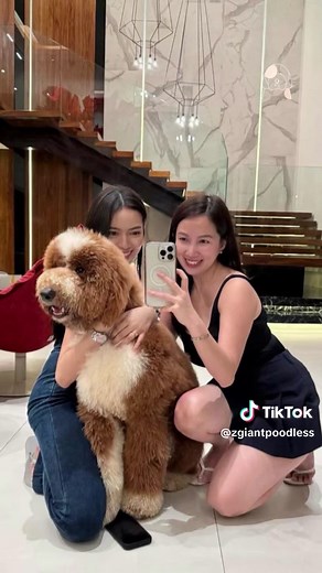 Giant Poodle Adventure in Bacolod City