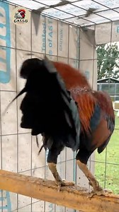 El origen del gallo Asil | Gallo Supremo