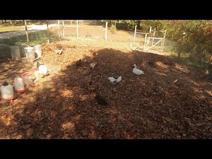 Turning my chicken run into a giant leaf compost bin.