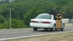 Now here's something you don't see every day. A man in Nebraska was caught on camera driving by with an interesting passenger in his front seat...a Longhorn. *Warning: video contains profanity* FULL STORY ---> http://bit.ly/2sEoZPM (VIDEO: Angie Kriz and the Polka Toons) | Fox 42 KPTM