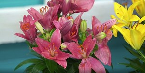 Comment cultiver le lys asiatique intérieur : Guide pratique