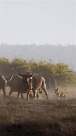 While hunting in the remote wilds of the Northern Territory of Australia with my good friend Nick Joyce @tlfsafaris (as shared on the @joeroganexperience Podcast | Ep 1122), we witnessed something extraordinary—a pack of dingoes, each no more than 35 pounds, working together to try to take down and kill Asiatic water buffalo calves. Incredibly, they drove the herd straight toward us. It was raw, primal, and, what I believe to be the first (and only) time this behavior has ever been documented—or