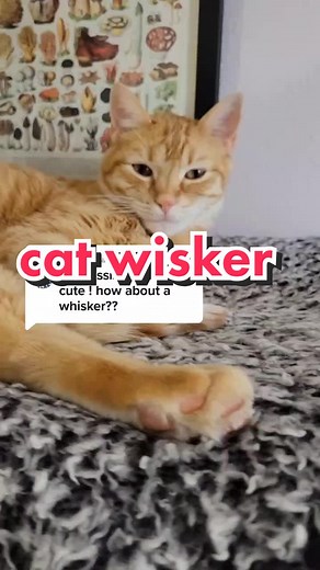 Replying to @washoui he's such a good boy #microscope #womeninstem #cat #catsoftiktok #wisker #hair #science