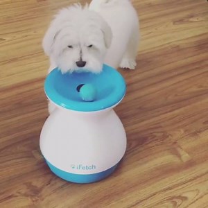 The iFetch Frenzy keeps @ismaelverapellero’s dog guessing where the ball will exit next! | iFetch