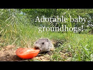 30 minutes of ADORABLE baby groundhogs!